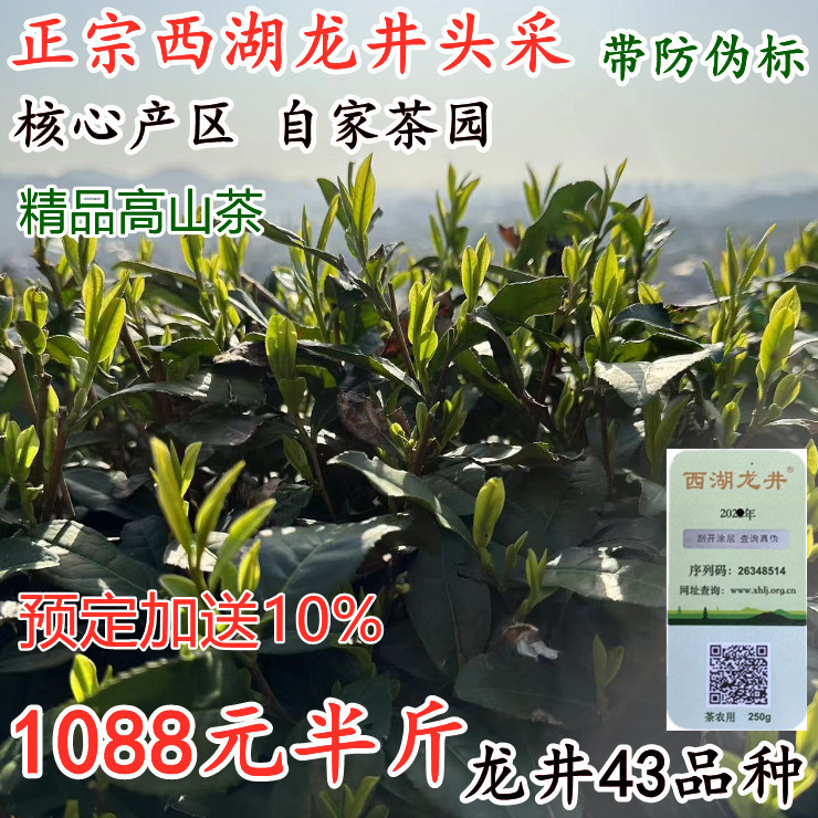 预售2025新茶 正宗西湖龙井 杭州原产地龙井绿茶 自家高山采摘