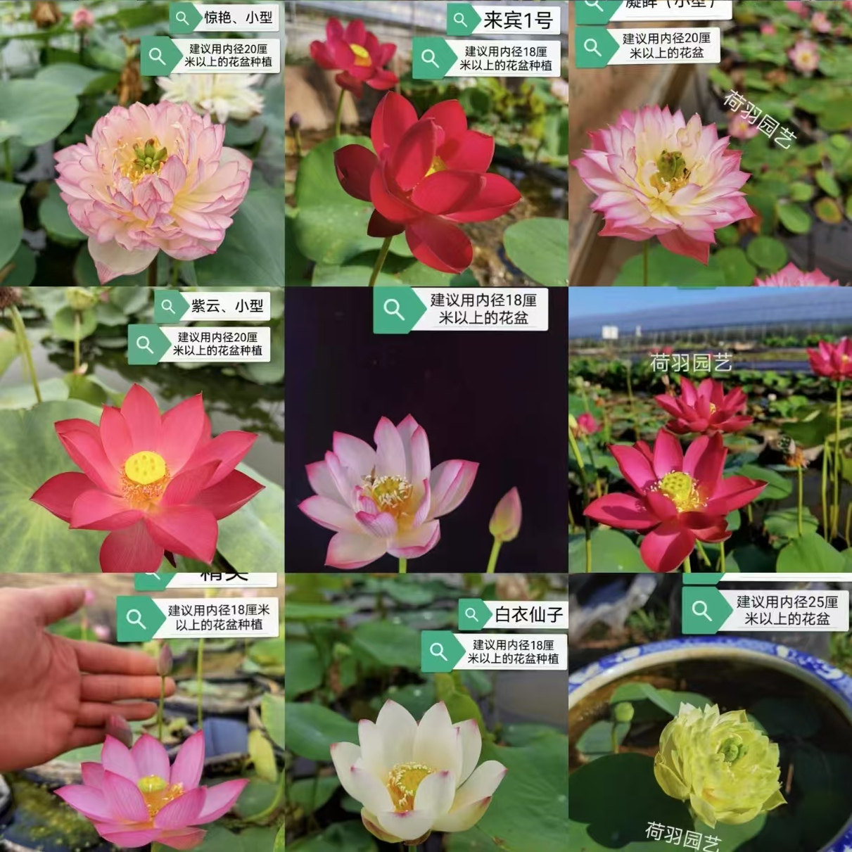 （小型碗莲）种藕迷你荷花耿飞花卉包开花盆栽水生净化空气绿植