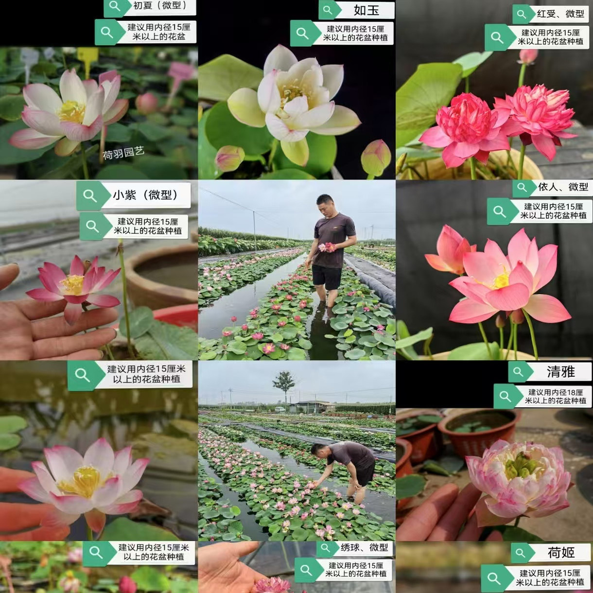 （微型碗莲）耿飞花卉 水生迷你荷花包开花丰花品种带花苞基地