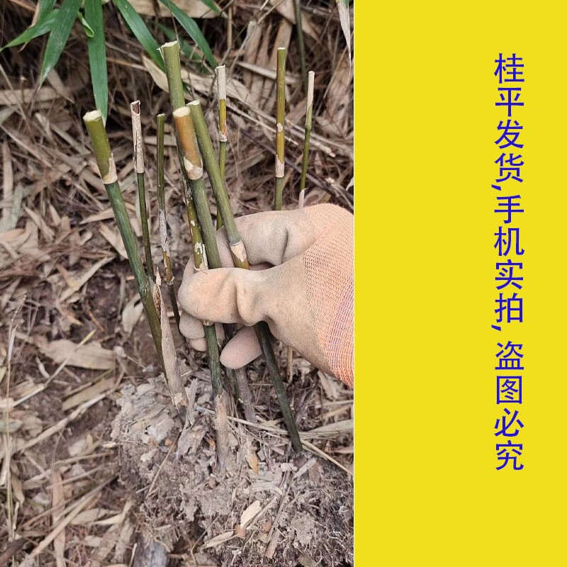 矢竹苗鱼杆竹高野竹苗矢竹子细竹子苗高山竹钓鱼杆小物杆庭院盆景