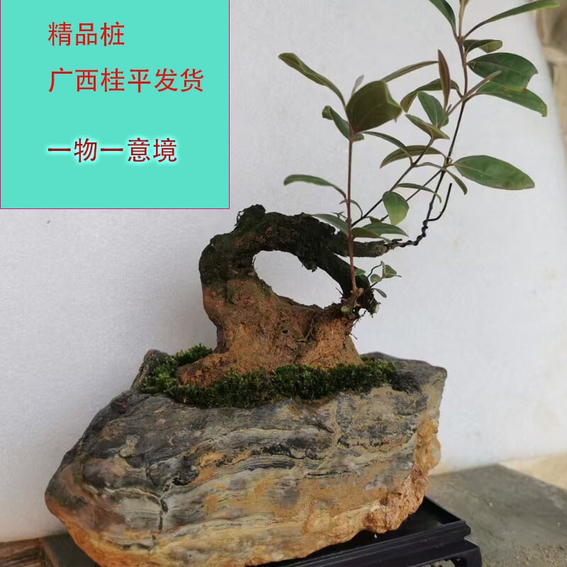桃金娘盆景桃金娘老桩桃金娘树苗捻子树苗捻仔苗名贵果子可食用
