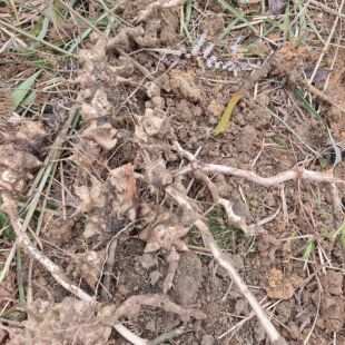 新鲜金刚藤根中药材菝葜金刚刺金岗藤金刚滕头金刚头金钢刺铁菱角