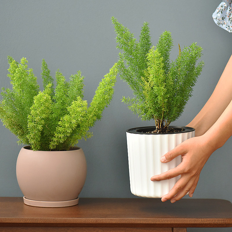 狐尾天门冬价格 狐尾天门冬图片 星期三