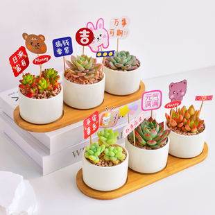 可爱多肉植物盆栽办公室内桌面花卉礼品摆件带盆栽好喜阳耐旱好养