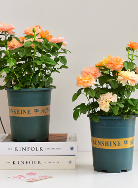 红色果汁阳台橙红月季带花苞庭院绿植阳台花卉盆栽玫瑰爬藤蔷薇