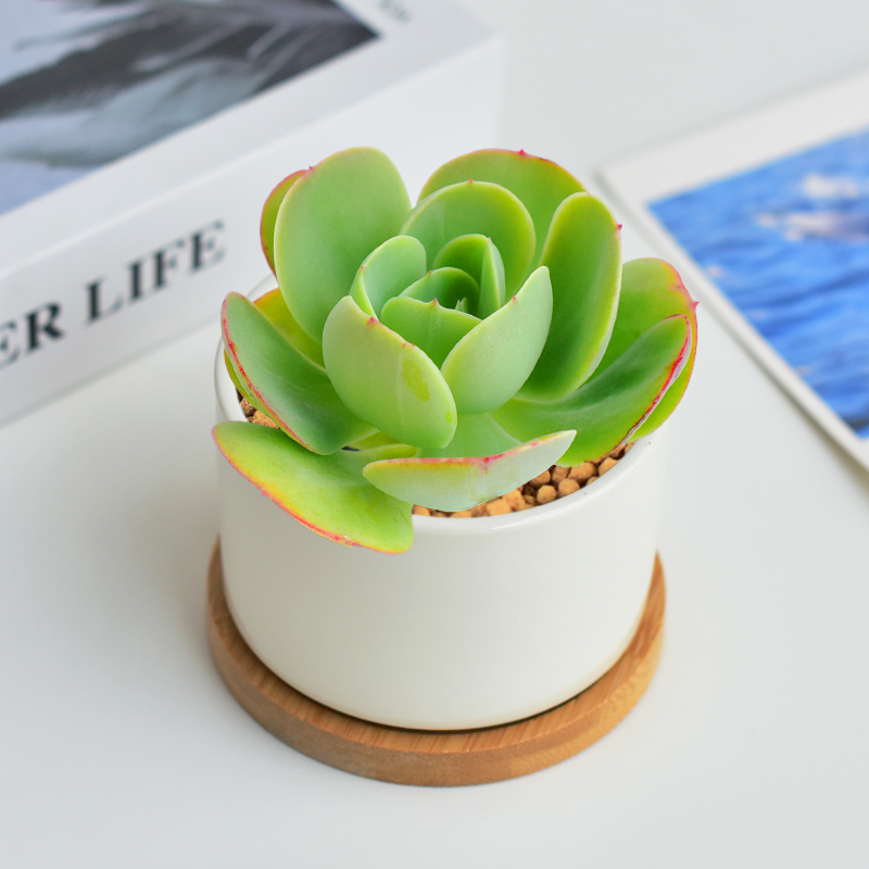 多肉碧桃四季翠绿植物室内阳台花卉盆栽景观装饰摆件水培好养耐阴