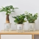 Дерево Fortune+Jasper+Evergreen Vine