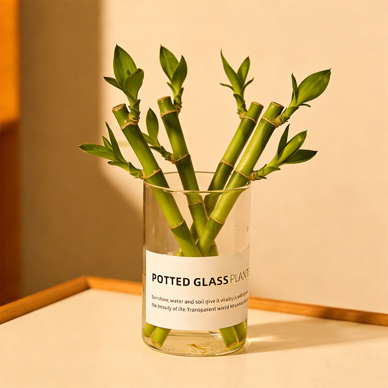 水培迷你富贵竹透明玻璃瓶盆栽客厅桌面小绿植水养易活简约北欧风