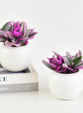 油画婚礼盆栽四季绿色好养粉叶植物吊兰办公室内桌面花卉紫色阳台