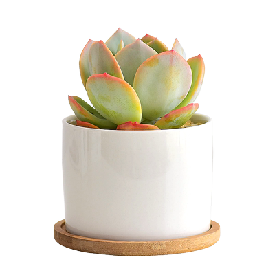 镜绿庭院漂亮白凤肉厚多汁盆栽