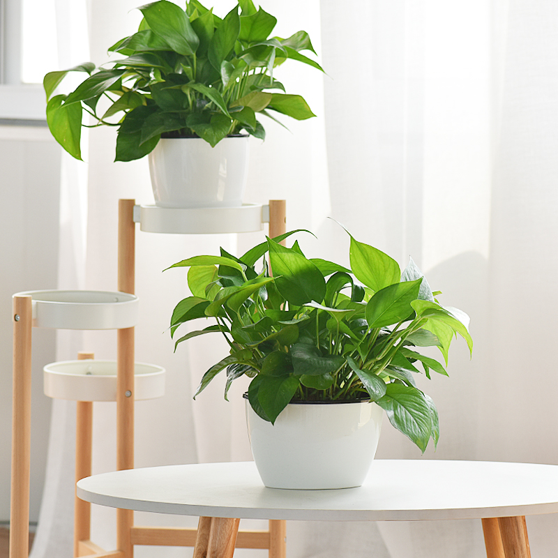 镜绿室内观叶植物绿萝带盆水培净化空气花卉盆栽书房桌面装饰客厅