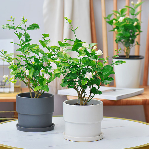 室内盆栽木本植物价格 室内盆栽木本植物图片 星期三