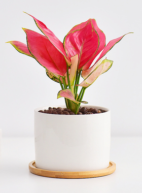 如意皇后室内桌面绿植盆栽四季红色好养花卉含盆组合懒人专属水培