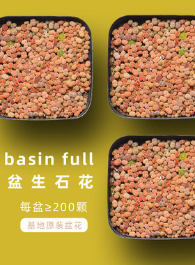 镜绿200颗生石花盆栽小基地开花