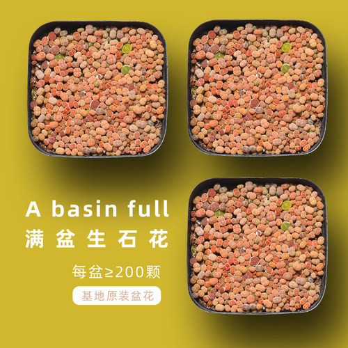 镜绿200颗生石花盆栽小基地开花