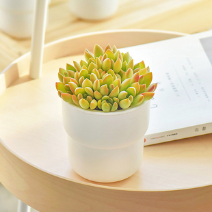 黄丽小白盆自动吸水盆栽北欧简约花盆免栽种水培桌面多肉植物室内