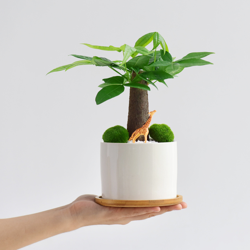 发财树办公室内桌面小盆栽空气清新植物四季翠绿情绪创意摆件景观