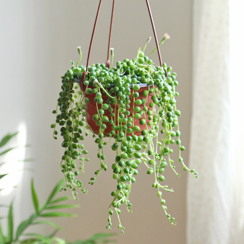 镜绿佛珠吊兰多肉植物含盆栽好带挂钩吊兰垂吊悬挂室内净化空气