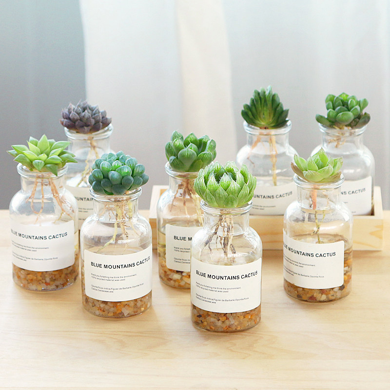 多肉植物玻璃瓶素材模板 多肉植物玻璃瓶图片下载 小麦优选