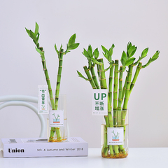 富贵竹带玻璃花瓶水培水生植物绿色常青好养室内喜阴净化空气清新