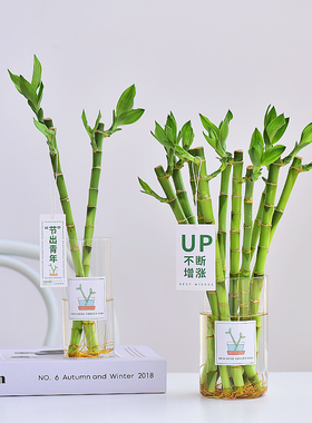 富贵竹带玻璃花瓶水培水生植物绿色常青好养室内喜阴净化空气清新