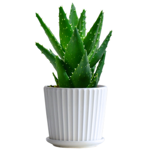 不夜城芦荟室内桌面净化空气小盆栽绿植花卉四季好养新手植物大颗