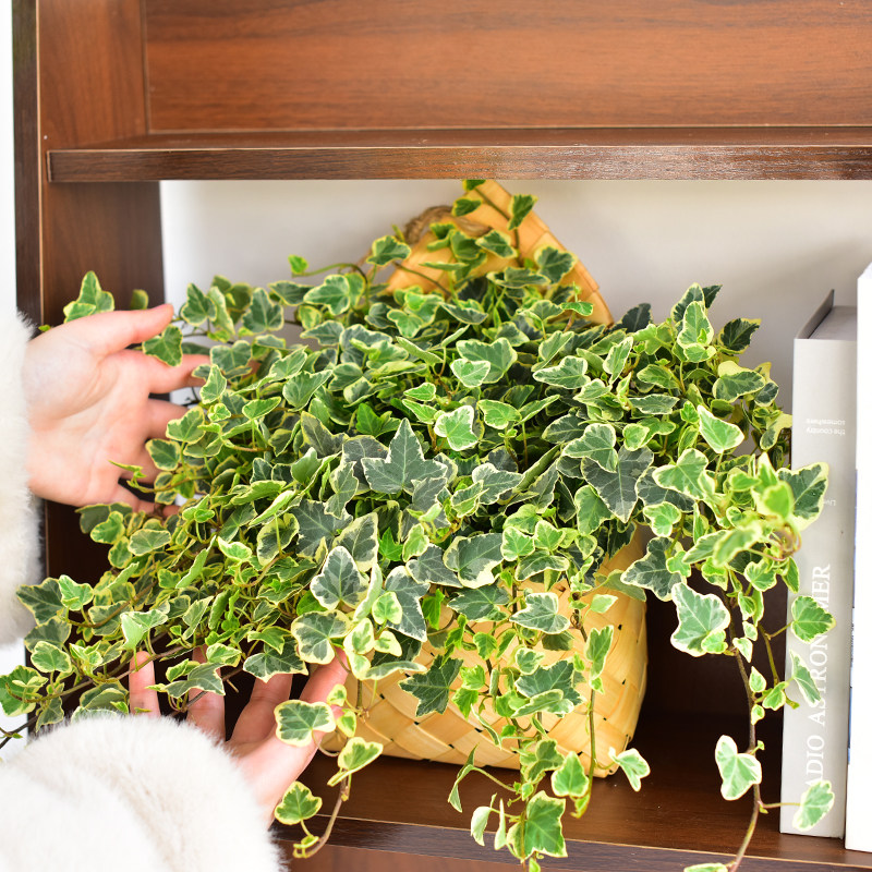 日系雪莹爱心稀有花叶盆栽ins网红进口室内阳台耐阴垂吊观叶爬藤,鲜花速递/花卉仿真/绿植园艺,绿植,淘宝优惠券,粉丝福利购,淘宝优惠卷