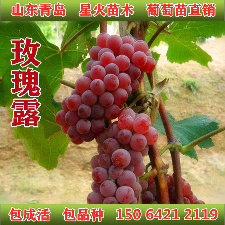 山东基地发货玫瑰露葡萄苗南北方种植葡萄苗新品种盆栽地栽果树苗
