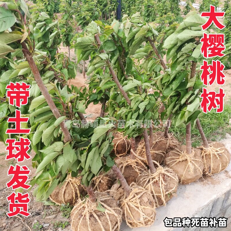 青岛发货嫁接布鲁克斯大樱桃树苗早南北方种植新品种车厘子苗盆栽