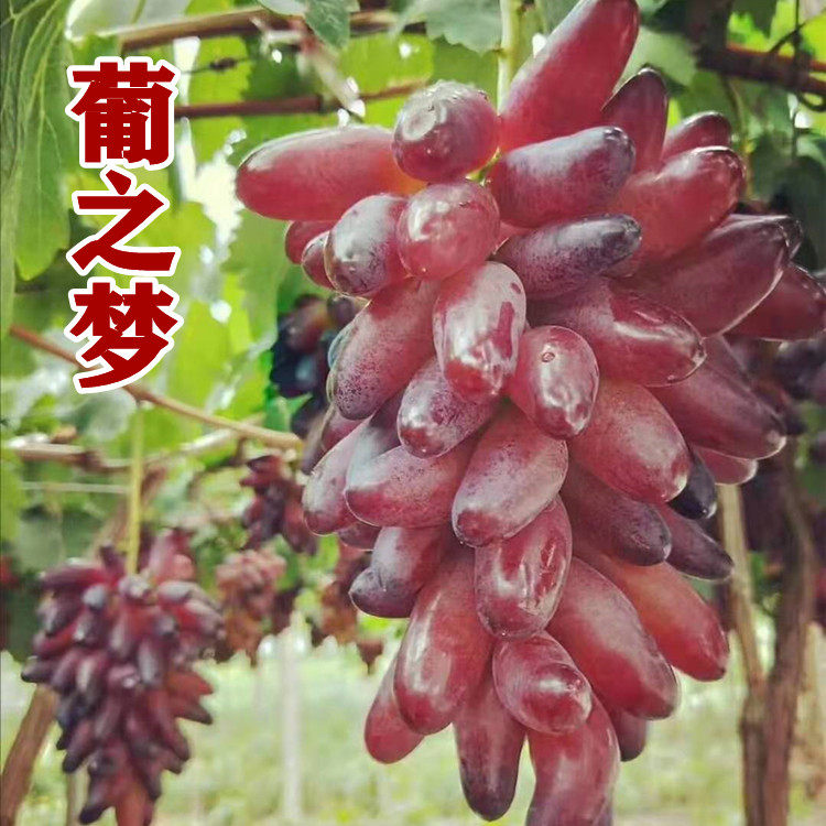 新品种葡之梦葡萄苗爬藤地栽盆栽南北方种植金手指葡萄树当年结果