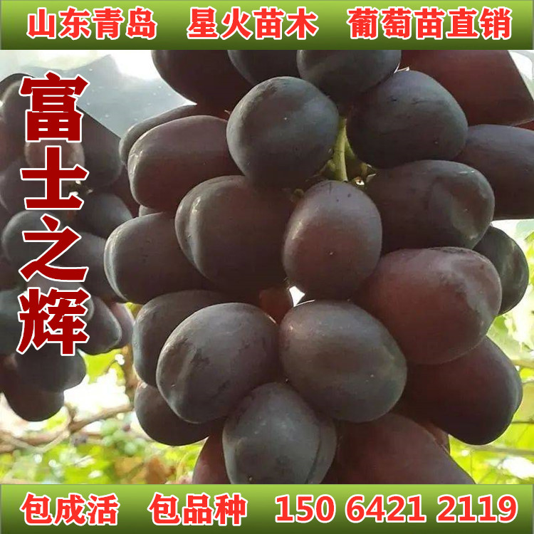 山东富士之辉葡萄苗粒大肉甜南北方种植爬藤室内盆栽裸根果树苗