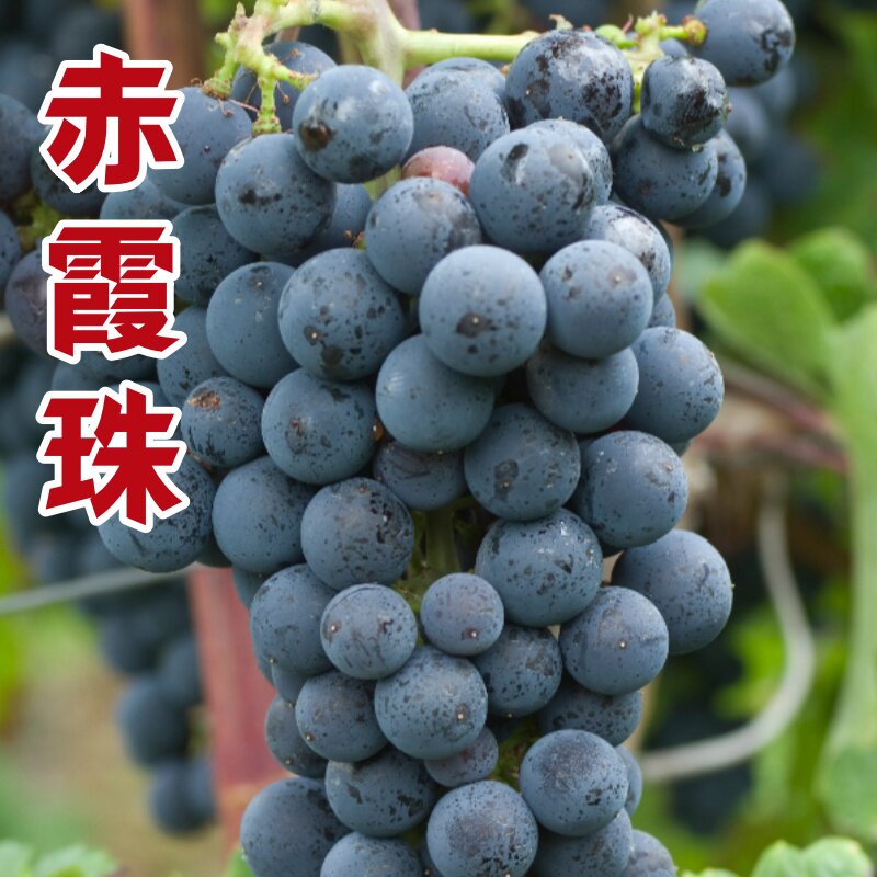 青岛基地赤霞珠酿酒葡萄苗甜度高葡萄树苗南北方种植盆栽