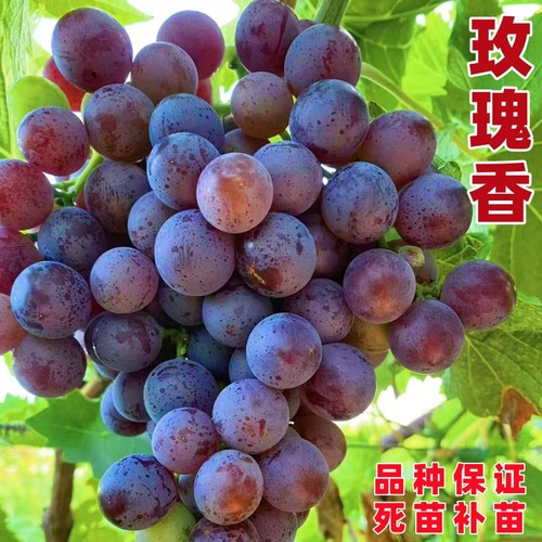大泽山玫瑰香葡萄苗南北方种植