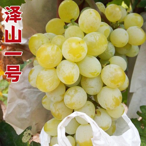 泽山一号葡萄苗苗晚熟扦插