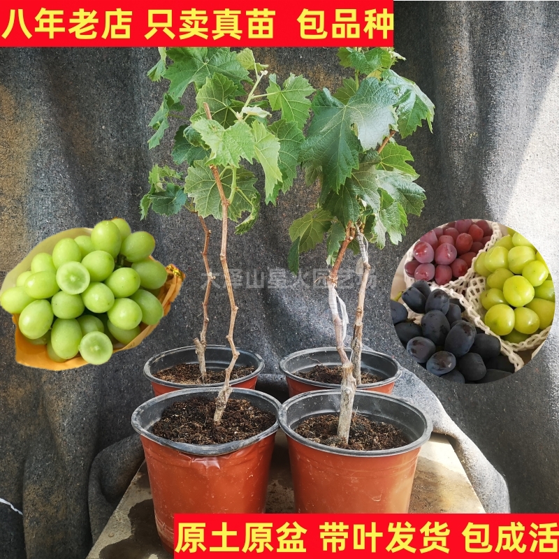 花盆葡萄苗带叶带土带盆玫瑰香 阳光玫瑰 蓝宝石葡萄苗南北方种植