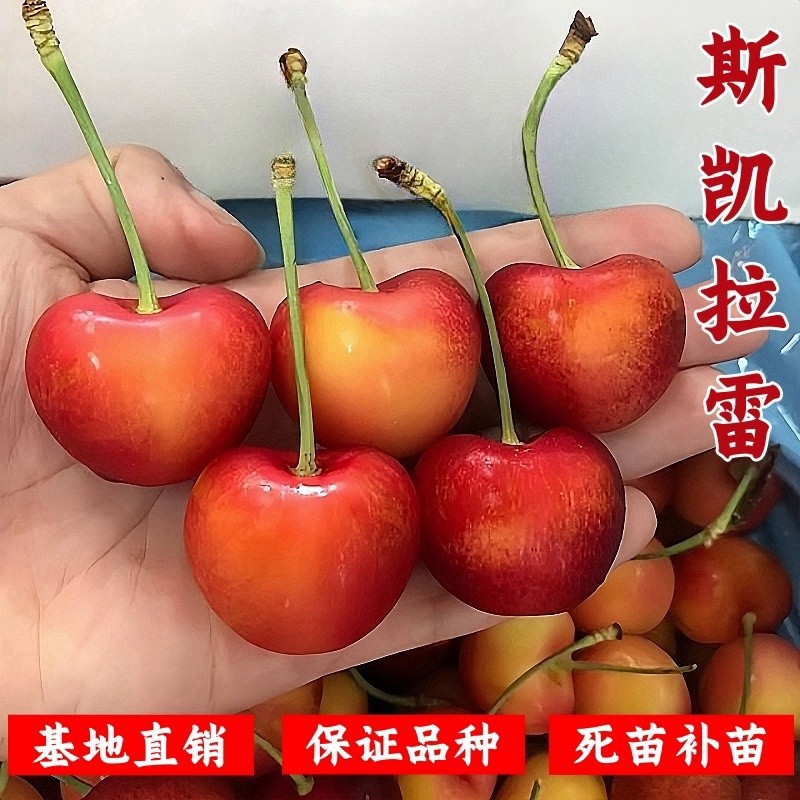 新品种斯凯拉雷车厘子苗大樱桃树苗南北方种植新品种盆栽地栽庭院,鲜花速递/花卉仿真/绿植园艺,果树,淘宝优惠券,粉丝福利购,淘宝优惠卷