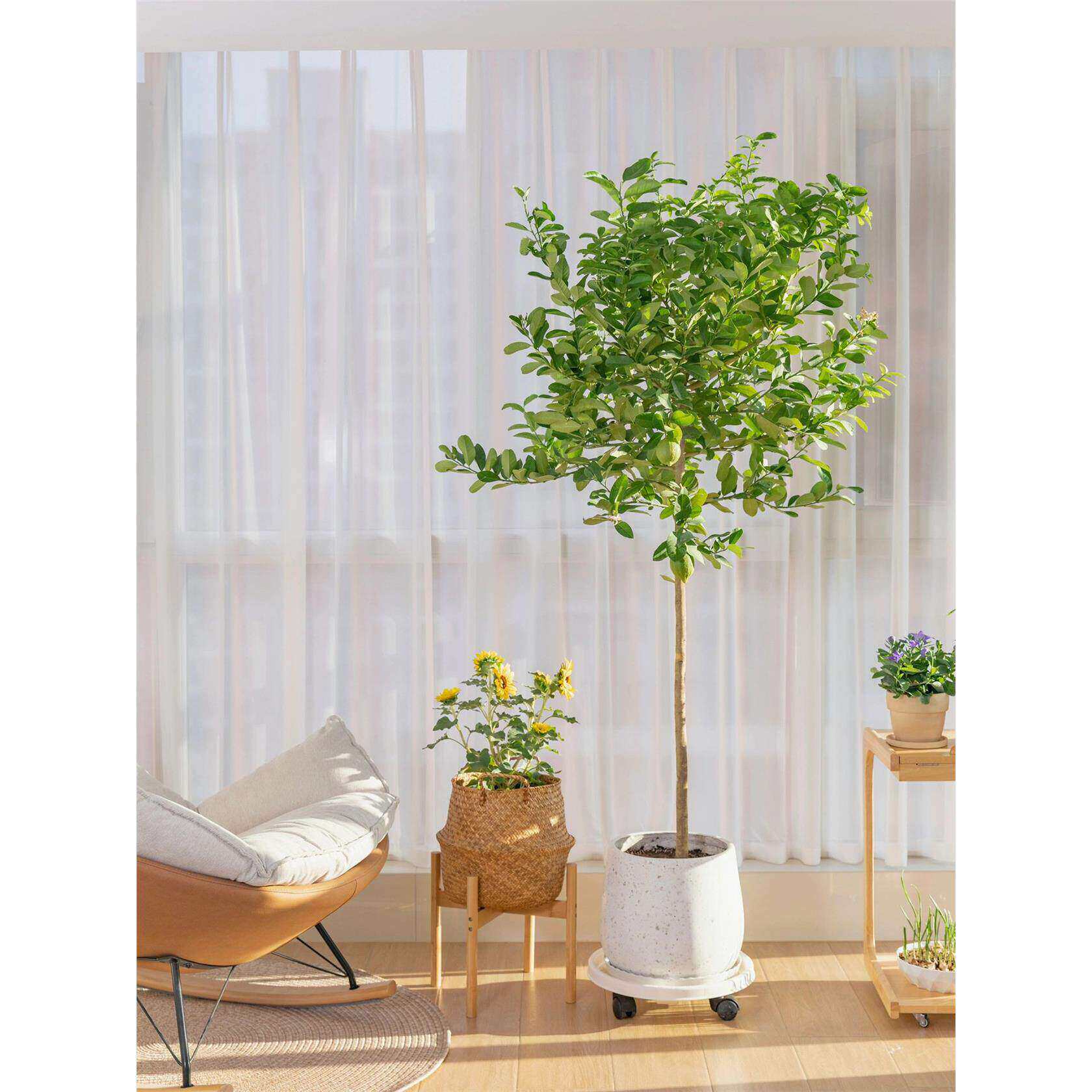 柠檬树香水盆栽大型室内植物客厅带花果户外网红花卉棒棒糖真绿植