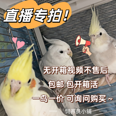 手养亲人玄凤直播专拍 一物一拍