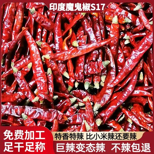 巨辣S17印度魔鬼辣干辣椒