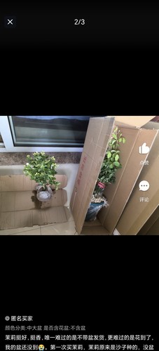 笔尖茉莉，醉香的醉好闻的茉莉