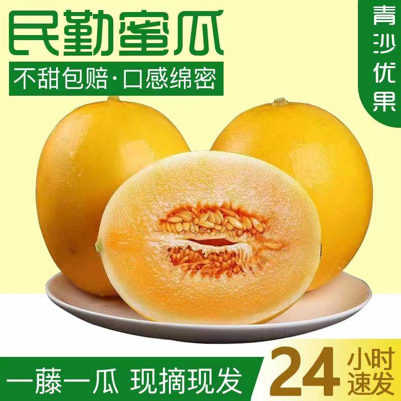民勤蜜瓜金红宝黄河蜜甜瓜