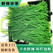 甘肃民勤特产新鲜沙葱现采现发净重1 5斤 送货上门