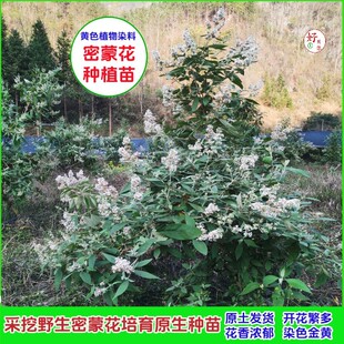 密蒙花苗木野生黄饭花树种植营养袋育苗花麦广西染饭花原生土发货