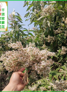 2026年新鲜密蒙花广西三月三现摘黄饭花野生花麦黄色米饭植物染料