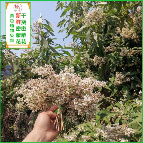 2026年新鲜密蒙花广西三月三现摘黄饭花野生花麦黄色米饭植物染料