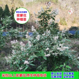 密蒙花苗木原生黄饭花树种植营养袋育苗花麦广西染饭花原生土发货