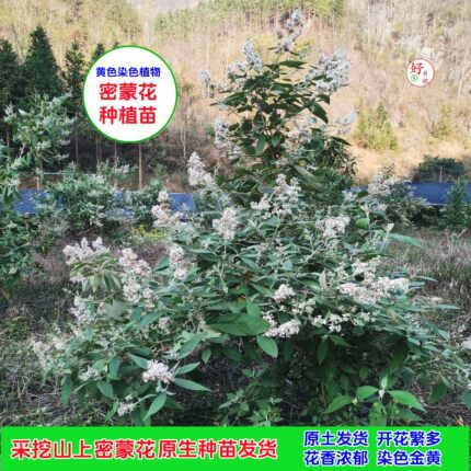 密蒙花苗木原生黄饭花树种植营养袋育苗花麦广西染饭花原生土发货