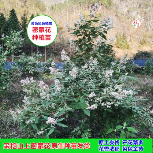 密蒙花苗木原生黄饭花树种植营养袋育苗花麦广西染饭花原生土发货