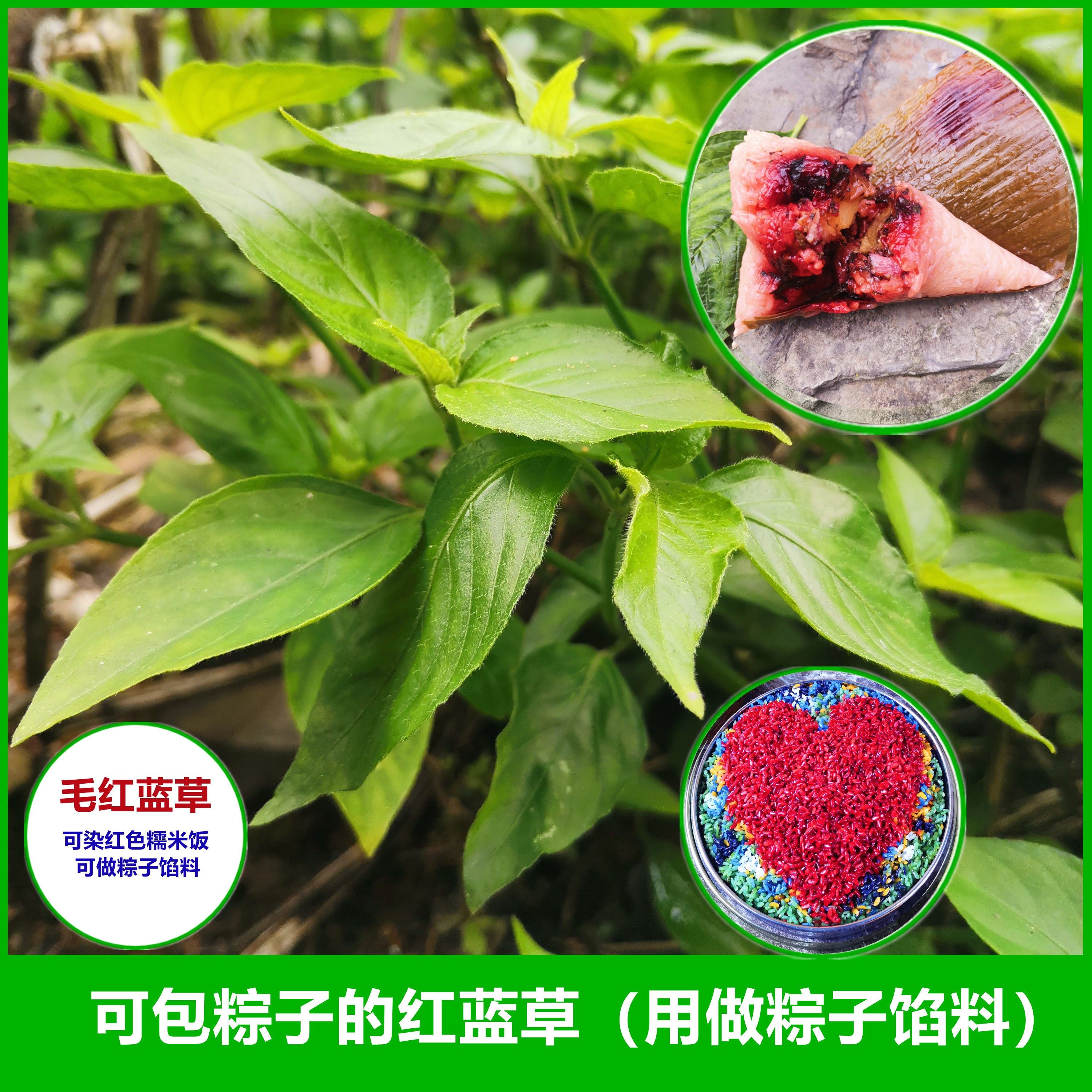 粽子红色馅料毛红蓝草新鲜枝叶广西染饭草五色糯米饭植物染料叶子