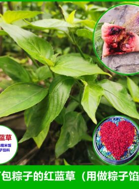 粽子红色馅料毛红蓝草新鲜枝叶广西染饭草五色糯米饭植物染料叶子